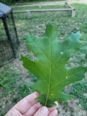 Quercus coccinea