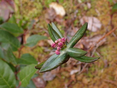 Kalmia microphylla
