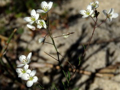 Heliophila macowaniana