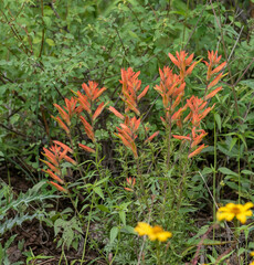 Castilleja nelsonii