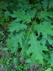 Quercus coccinea