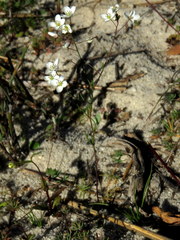 Heliophila macowaniana