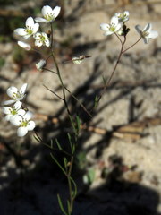 Heliophila macowaniana