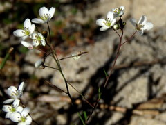 Heliophila macowaniana