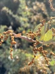 Neolasioptera willistoni