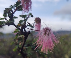 Mimosa calcicola