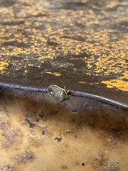 Holcostethus limbolarius