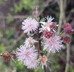 Mimosa calcicola