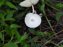Leucocoprinus fragilissimus