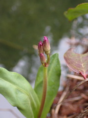 Primula jeffreyi