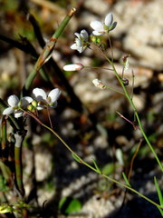 Heliophila macowaniana