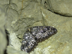 Triphosa