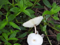 Leucocoprinus fragilissimus