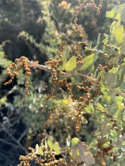 Neolasioptera willistoni