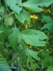 Ostrya virginiana
