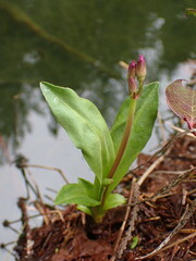 Primula jeffreyi