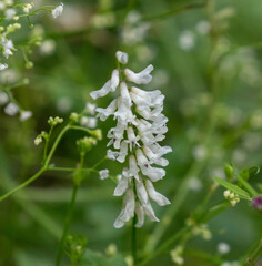 Vicia pulchella