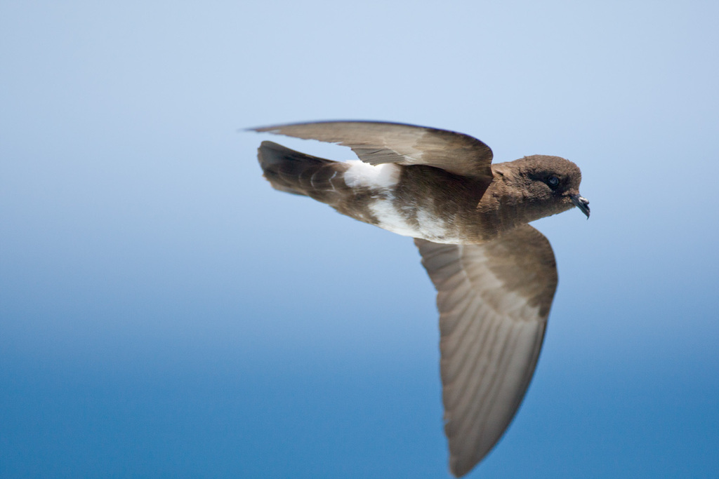 Elliot's Storm-Petrel photo