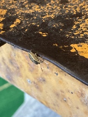 Holcostethus limbolarius