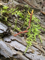 Ophiocordyceps variabilis