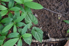 Dioscorea bulbifera