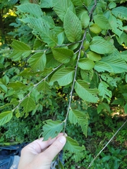 Ostrya virginiana