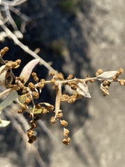 Neolasioptera willistoni