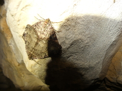 Triphosa dubitata