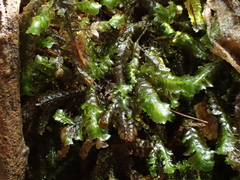 Homalia trichomanoides