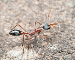 Myrmecia nigriceps