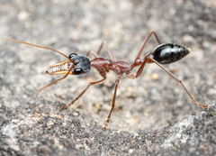 Myrmecia nigriceps