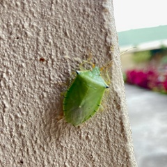 Chlorocoris
