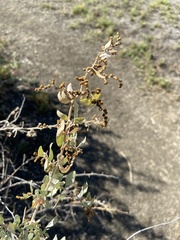 Neolasioptera willistoni