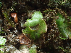 Lunularia cruciata