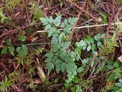 Coptis aspleniifolia