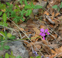 Desmodium batocaulon