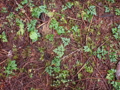 Coptis aspleniifolia
