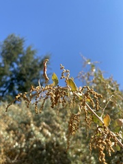 Neolasioptera willistoni