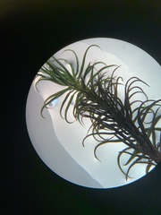 Polytrichastrum alpinum