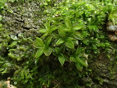 Syntrichia papillosa