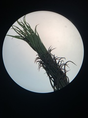 Polytrichastrum alpinum