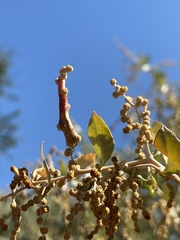 Neolasioptera willistoni