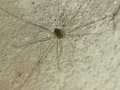 Amilenus aurantiacus