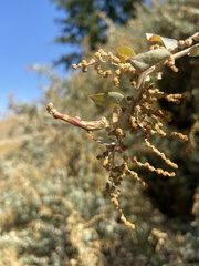 Neolasioptera willistoni