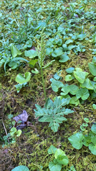 Sceptridium multifidum