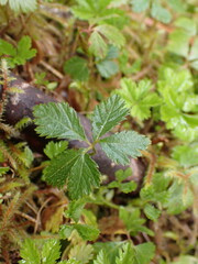 Rubus pedatus