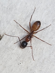 Camponotus americanus