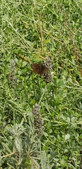 Erynnis propertius