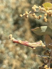 Neolasioptera willistoni