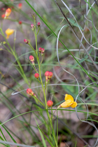 Arizona desert foxglove (Brachystigma wrightii)